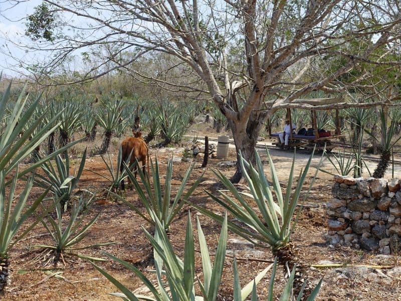 Hacienda Sotuta de Péon, Yucatan, Mexique